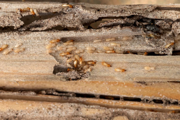 Best Pest Prevention Services  in Walker, LA
