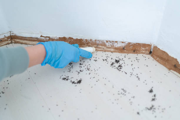 Wasp Removal Services in Walker, LA