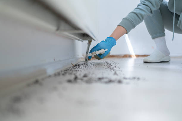 Best Ant Control Services  in Walker, LA